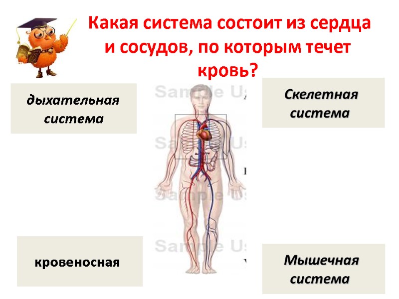Какая система состоит из сердца и сосудов, по которым течет кровь?   кровеносная